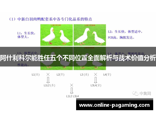 阿什利科尔能胜任五个不同位置全面解析与战术价值分析